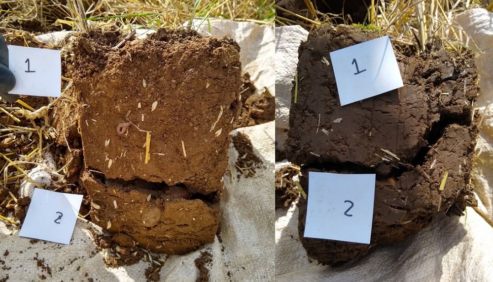 Example VESS profiles from a direct drilled treatment (left) and ploughed treatment (right)